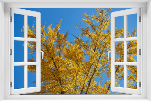 Fototapeta Naklejka Na Ścianę Okno 3D - 秋の黄色いイチョウの葉の風景