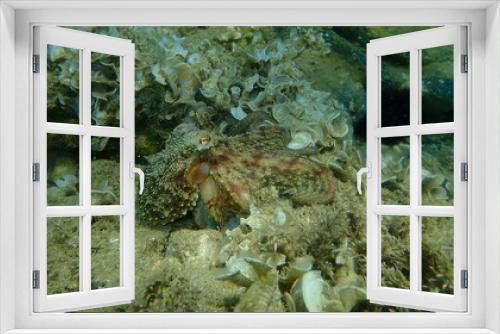 Fototapeta Naklejka Na Ścianę Okno 3D - Common octopus (Octopus vulgaris) hunting, Aegean Sea, Greece, Halkidiki