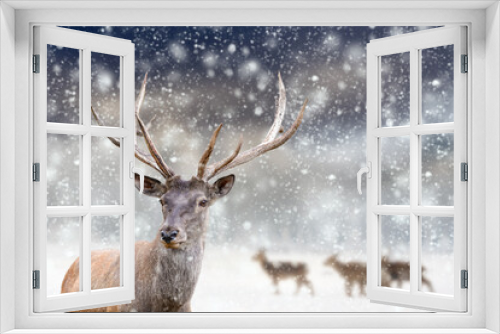 Fototapeta Naklejka Na Ścianę Okno 3D - Adult red deer with big beautiful antlers on a snowy field with other deer in the background