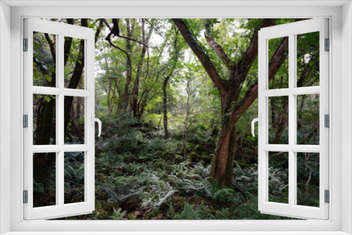 Fototapeta Naklejka Na Ścianę Okno 3D - mossy rocks and old trees in wild forest

