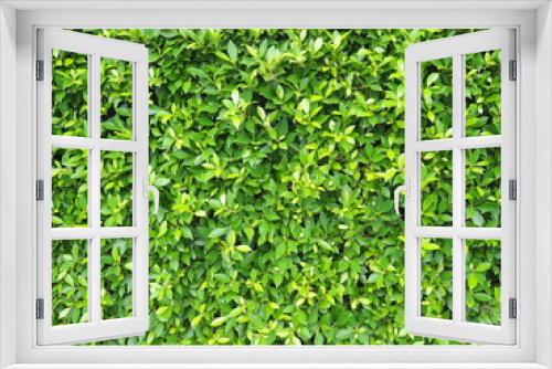 Fototapeta Naklejka Na Ścianę Okno 3D - Green leaf of Banyan Tree Scientific name : Ficus annulata planted longitudinally as a fence or wall. It is a medium-sized perennial plant that can trap dust and air pollution.
