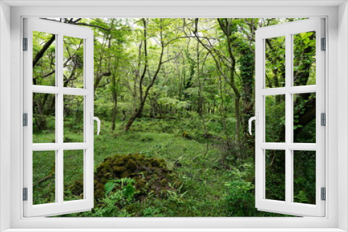Fototapeta Naklejka Na Ścianę Okno 3D - mossy rocks and old trees in deep forest