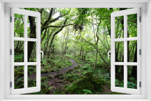 Fototapeta Naklejka Na Ścianę Okno 3D - spring path through thick wild forest