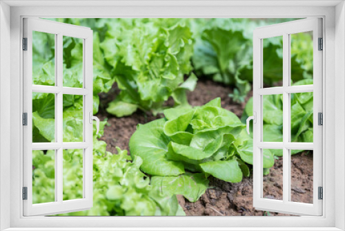 Fototapeta Naklejka Na Ścianę Okno 3D - Fresh organic lettuce growing in vegetable garden.