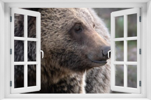 Fototapeta Naklejka Na Ścianę Okno 3D - brown bear portrait