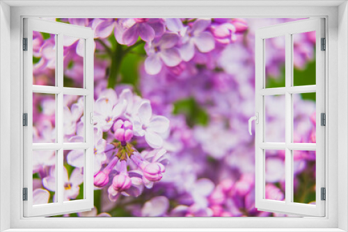 Fototapeta Naklejka Na Ścianę Okno 3D - Beautiful lilac flowers bunch background