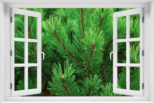 Fototapeta Naklejka Na Ścianę Okno 3D - Green fir branches outdoors, closeup
