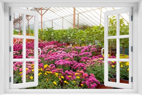 Fototapeta Naklejka Na Ścianę Okno 3D - Blooming asters and chrysanthemums various flowers in pots grown in a greenhouse.