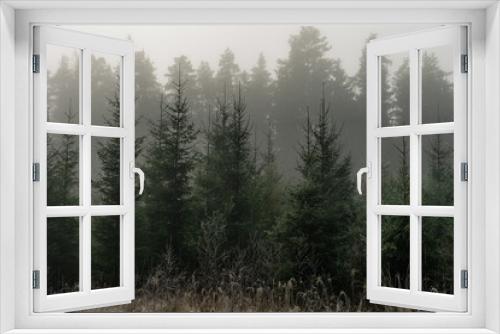 Fototapeta Naklejka Na Ścianę Okno 3D - Fog in the forest