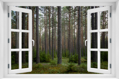 Fototapeta Naklejka Na Ścianę Okno 3D - Tree forest landscape. Forest therapy and stress relief