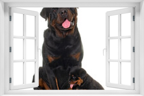Fototapeta Naklejka Na Ścianę Okno 3D - adult and puppy rottweiler
