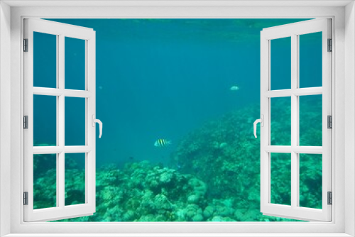 Fototapeta Naklejka Na Ścianę Okno 3D - Snorkeling at Grand Cayman Island great view of coral and tropical fish
