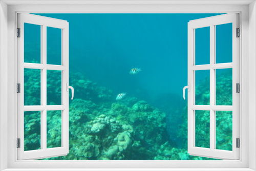 Fototapeta Naklejka Na Ścianę Okno 3D - Snorkeling at Grand Cayman Island great view of coral and tropical fish