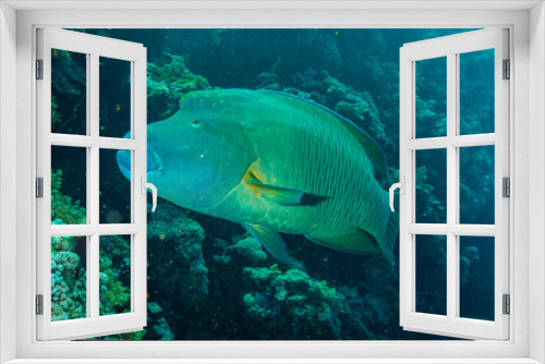 Fototapeta Naklejka Na Ścianę Okno 3D - Napoleonfisch