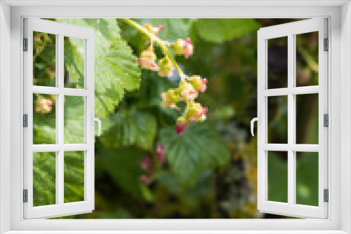 Fototapeta Naklejka Na Ścianę Okno 3D - Berry bush in bloom
