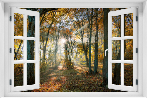 Fototapeta Naklejka Na Ścianę Okno 3D - Moody atmosphere in the forest during autumn season. Sunbeams and fall foliage.