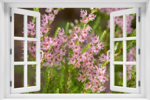 Fototapeta Naklejka Na Ścianę Okno 3D - flowering heather in summer close up
