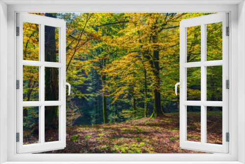 Fototapeta Naklejka Na Ścianę Okno 3D - Colorful autumn deciduous forest scenery