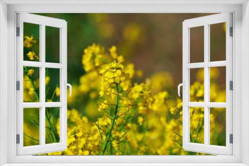 Fototapeta Naklejka Na Ścianę Okno 3D - 近所の花畑