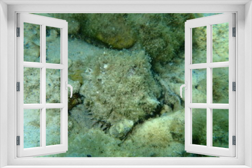 Fototapeta Naklejka Na Ścianę Okno 3D - European thorny oyster or spinous scallop, thorny oyster (Spondylus gaederopus)  undersea, Aegean Sea, Greece, Thasos island