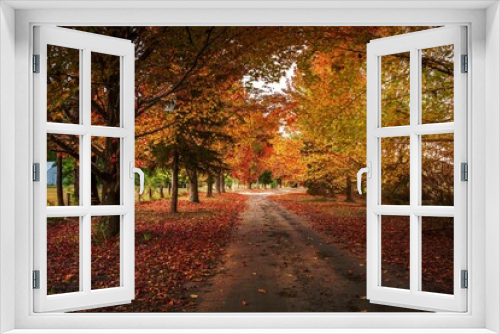 Fototapeta Naklejka Na Ścianę Okno 3D - Autumn colours in the tree lined roads