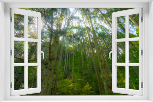 Fototapeta Naklejka Na Ścianę Okno 3D - 聳え立つ木々