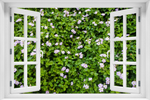 Fototapeta Naklejka Na Ścianę Okno 3D - a bed of Chinese violet plants or also known as coromandel (Asystasia gangetica) with beautiful blooming purple flowers	