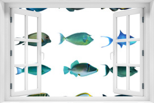 Fototapeta Naklejka Na Ścianę Okno 3D - Tropical fish collection on white background.
