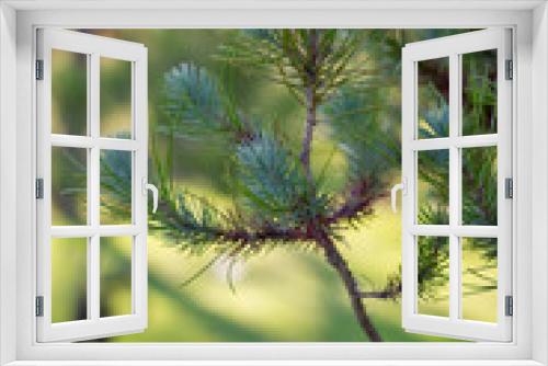 Fototapeta Naklejka Na Ścianę Okno 3D - Primer plano rama de árbol pino