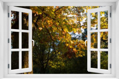 Fototapeta Naklejka Na Ścianę Okno 3D - Autumn landscape nature park old oak tree