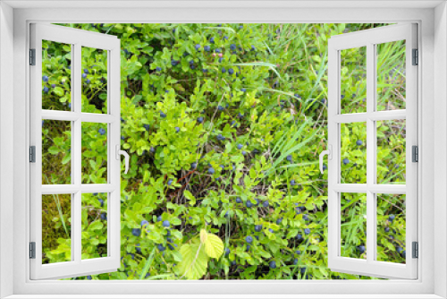 Fototapeta Naklejka Na Ścianę Okno 3D - blueberry