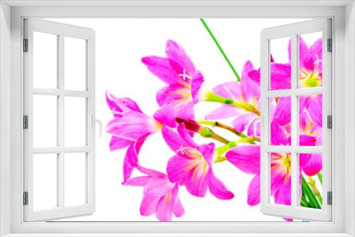 Fototapeta Naklejka Na Ścianę Okno 3D - Rain Lily