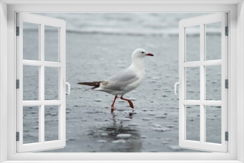 Fototapeta Naklejka Na Ścianę Okno 3D - Seagull on the beach