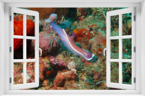 Fototapeta Naklejka Na Ścianę Okno 3D - A beautiful white and pink nudibranch crawls along the seabed underwater.