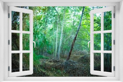 Fototapeta Naklejka Na Ścianę Okno 3D - Sunset in Forest