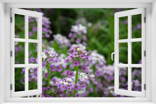 Fototapeta Naklejka Na Ścianę Okno 3D - Close up of Purple of Sweet Alyssum flowers in a garden in summer time.