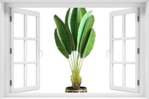 Fototapeta Naklejka Na Ścianę Okno 3D - 3d illustration of potted banana tree isolated on transparent background