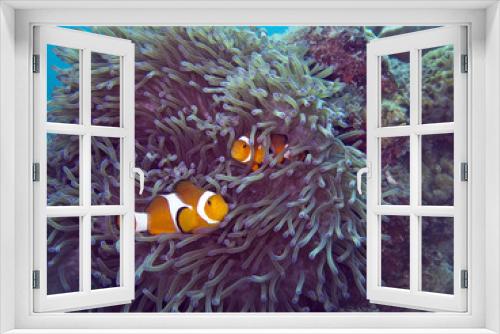 Fototapeta Naklejka Na Ścianę Okno 3D - Clown Fish marine life in a tropical saltwater