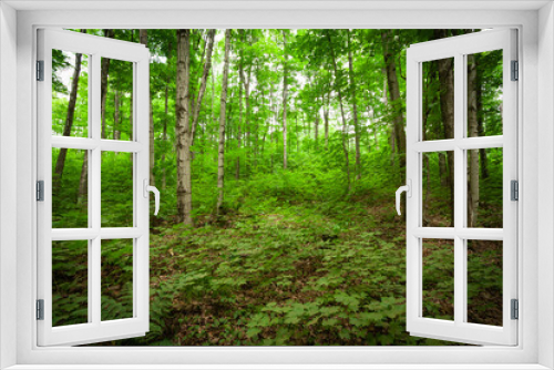 Fototapeta Naklejka Na Ścianę Okno 3D - Lush Green Meadow with Trees.