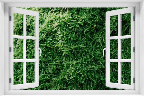 Fototapeta Naklejka Na Ścianę Okno 3D - green mossy rug