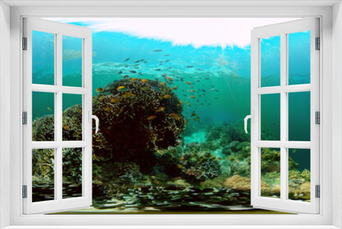 Fototapeta Naklejka Na Ścianę Okno 3D - Underwater sea fish. Tropical fishes and coral reef underwater. Philippines. Virtual Reality 360.