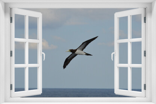 Fototapeta Naklejka Na Ścianę Okno 3D - sea bird