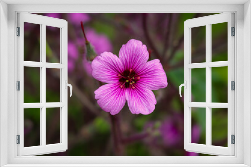 Fototapeta Naklejka Na Ścianę Okno 3D - Windowbox Woodsorrel