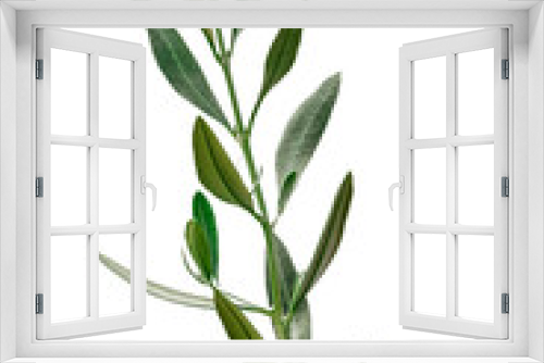 Fototapeta Naklejka Na Ścianę Okno 3D - Rameau d’olivier sur fond blanc 
