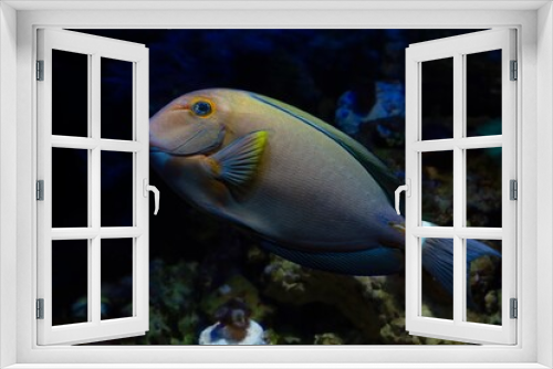 Fototapeta Naklejka Na Ścianę Okno 3D - black surgeonfish juvenile in fear with barbs, reef marine aquarium, big rare demanding species require care of experienced aquarist, popular pet in LED actinic blue low light, dark blur background