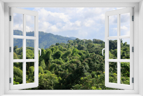 Fototapeta Naklejka Na Ścianę Okno 3D - The Blue Mountains in Jamaica, Caribbean, Middle America