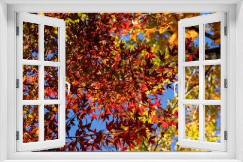Fototapeta Naklejka Na Ścianę Okno 3D - 赤、黄、緑の秋満載
