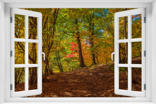 Fototapeta Naklejka Na Ścianę Okno 3D - Colorful autumn deciduous forest scenery