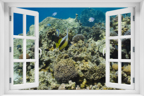 Fototapeta Naklejka Na Ścianę Okno 3D - Red sea coral reef in Aqaba, Jordan. Pannanfish. 