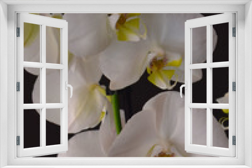 Fototapeta Naklejka Na Ścianę Okno 3D - Orquidea flor bonita de la naturaleza